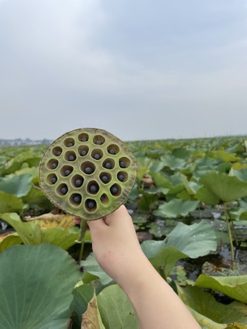 采莲蓬